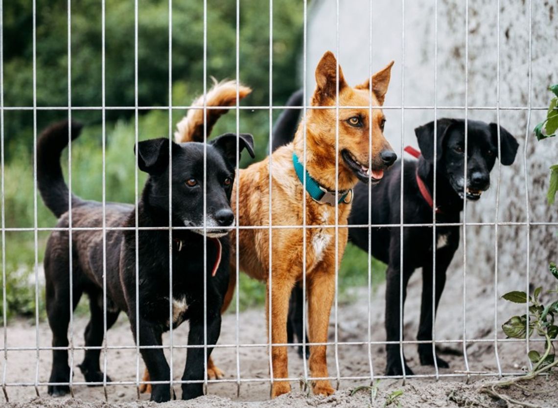 Sernik, Oreo, Kremówka, Karmelek. Wolontariusze przejdą pół tysiąca kilometrów, żeby znaleźć im domy