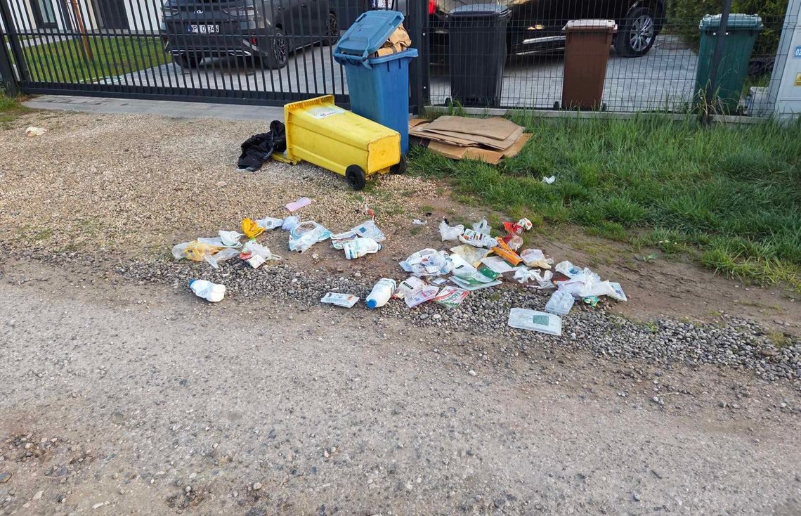 Śmieci zalegają, dziki rozrywają worki. Mieszkańcy Mrokowa alarmują Śmieci zalegają, dziki rozrywają worki. Mieszkańcy Mrokowa alarmują