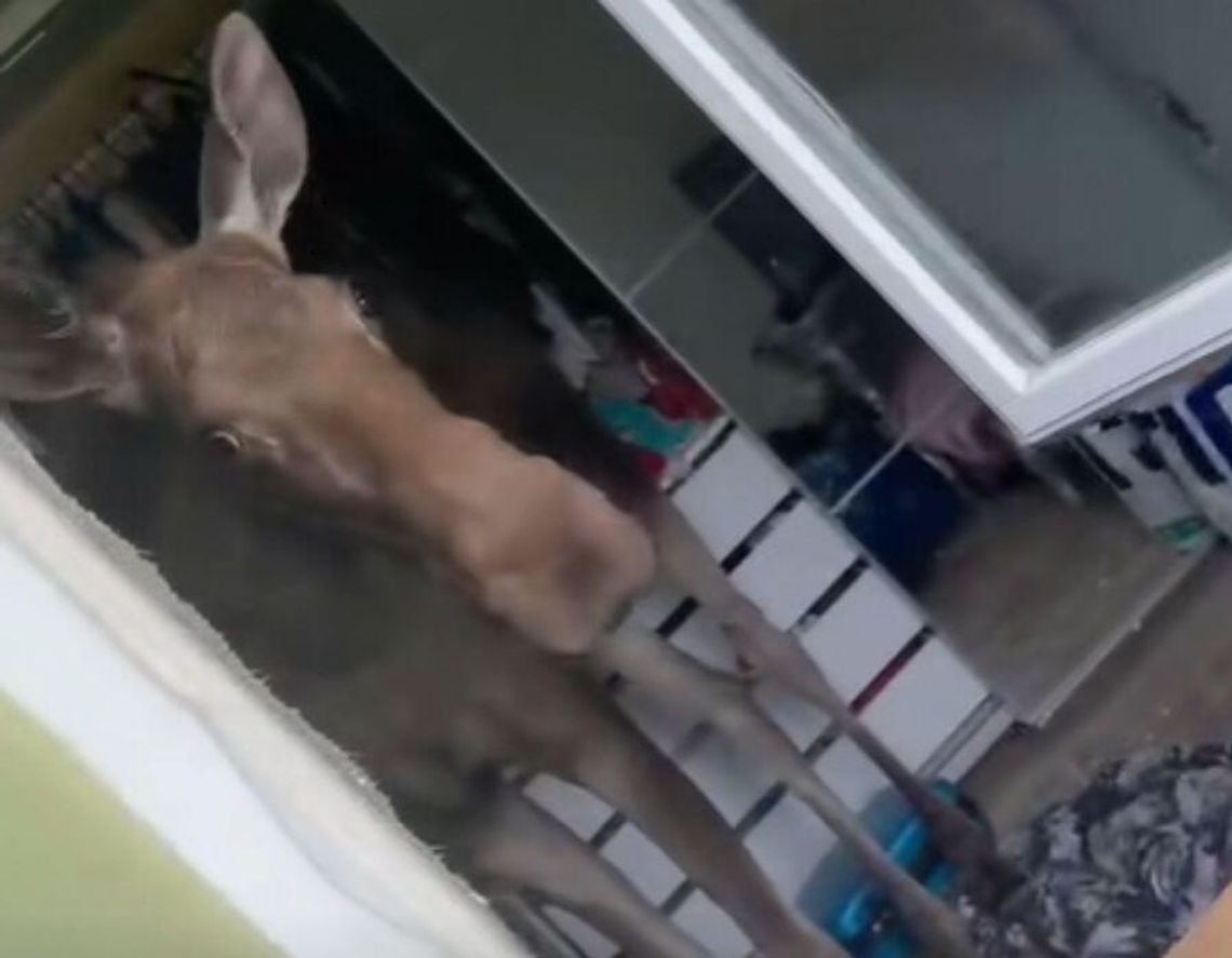 Spłoszony łoś wpadł przez okno do domu w Wólce Kozodawskiej pod Piasecznem.