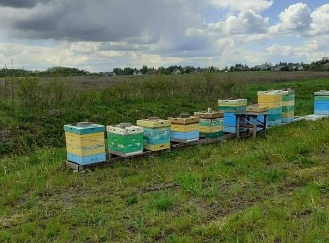 Stracił całą pasiekę