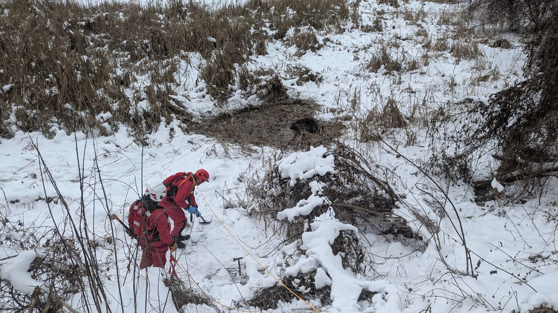 Strażacy uratowali dzika z lodowatej pułapki