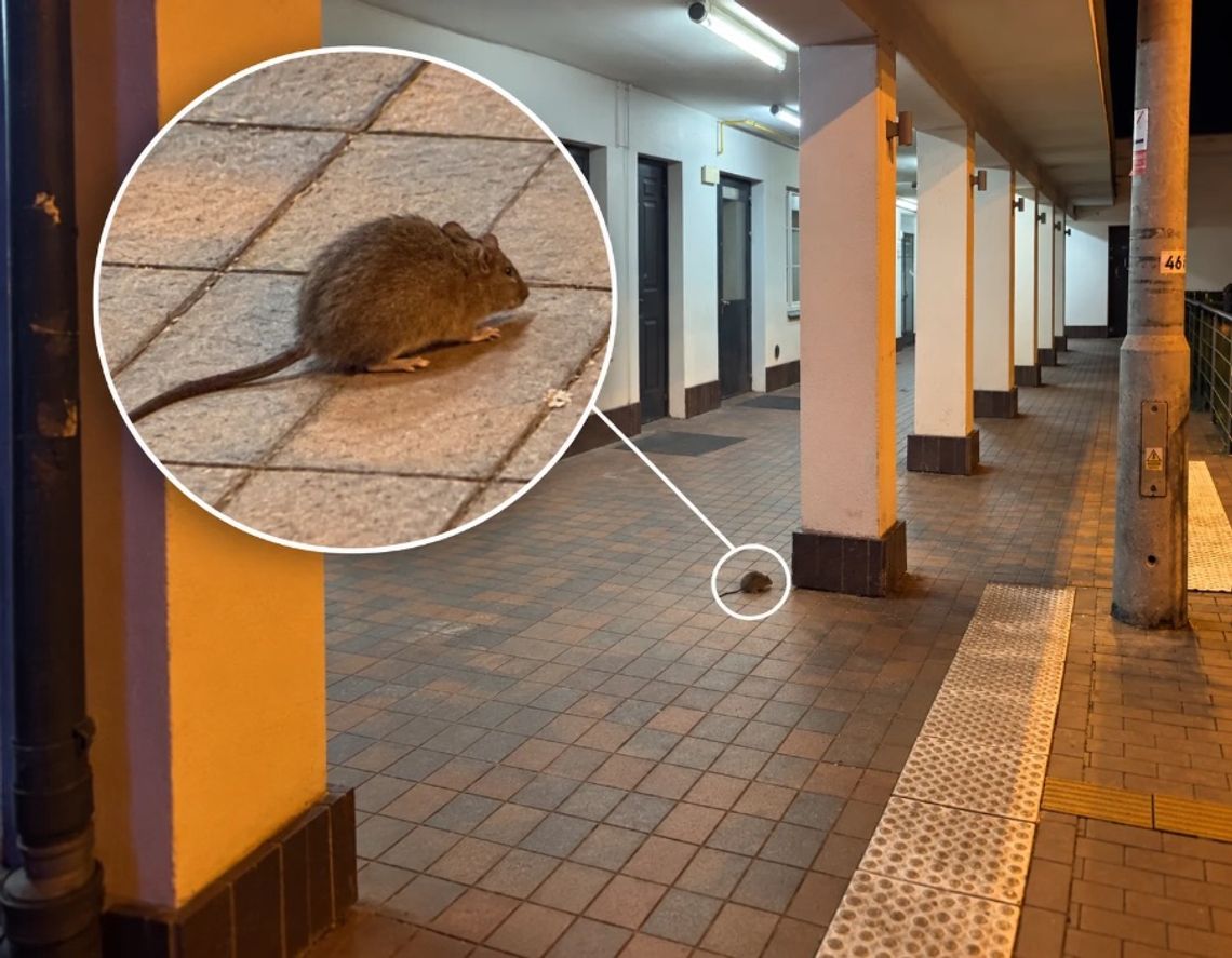 Szczury na stacji PKP w Piasecznie zaniepokoiły mieszkańców. Do naszej redakcji trafiło już kilka zgłoszeń w tej sprawie. O wyjaśnienia zwróciliśmy się do PKP Polskich Linii Kolejowych.
