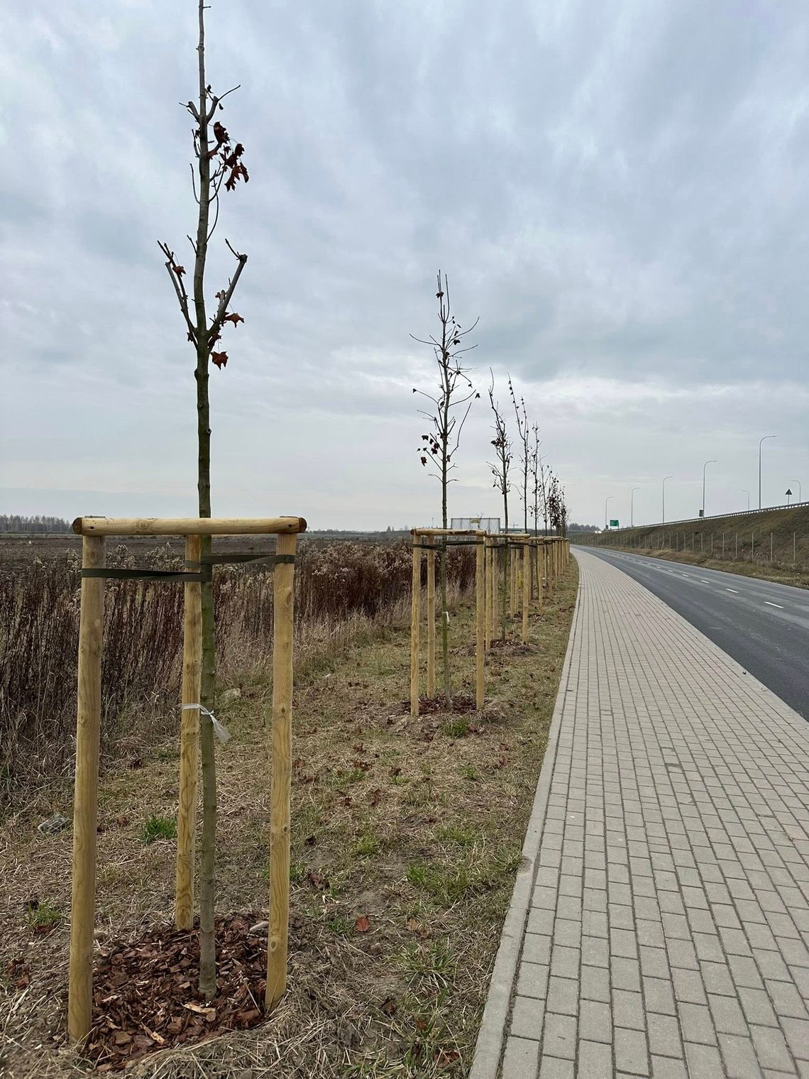 Szpaler drzew przy ekspresówce Szpaler drzew przy ekspresówce