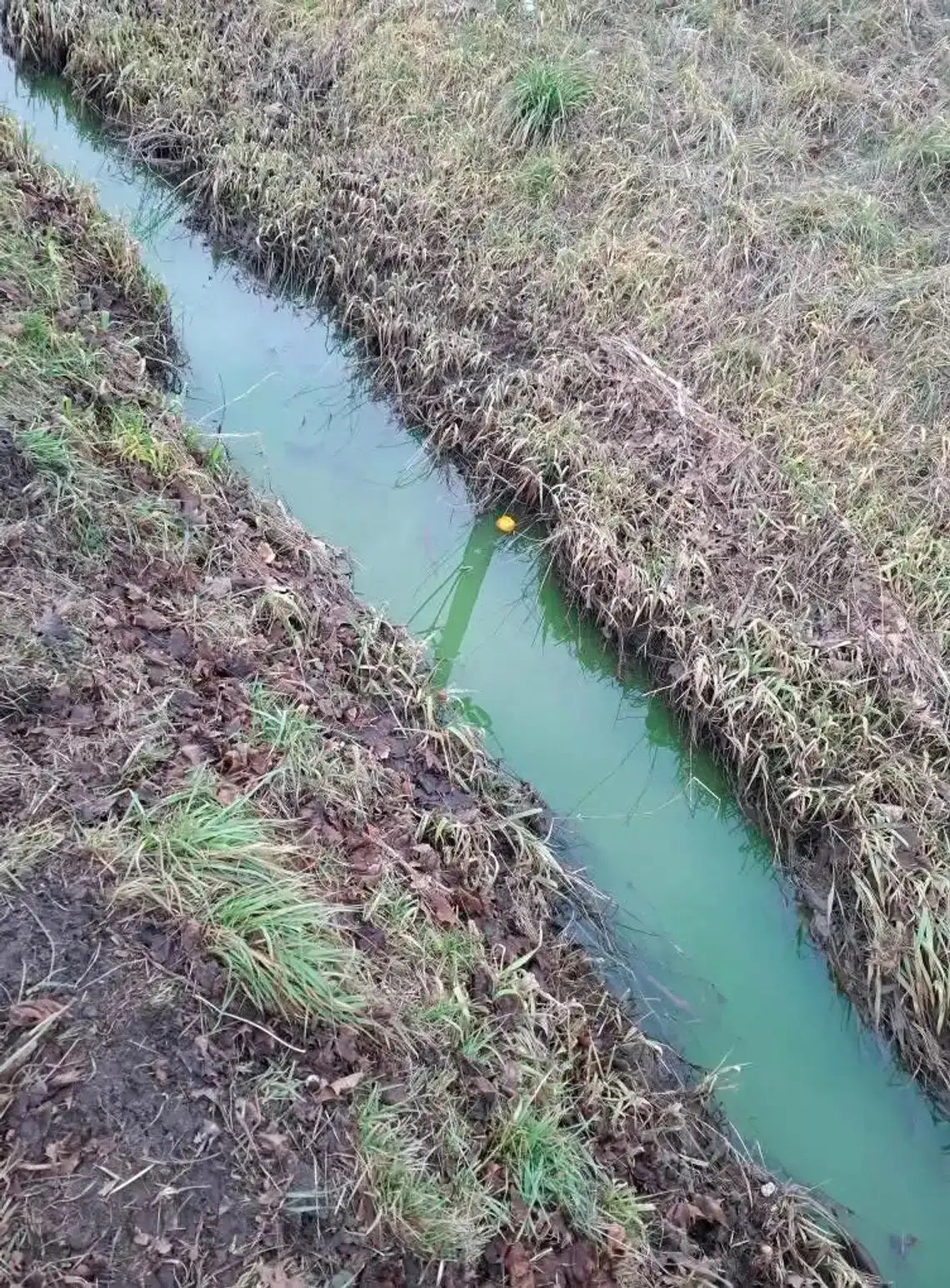 Trwa ustalanie źródła zanieczyszczeń Kanałku Jeziorki Trwa ustalanie źródła zanieczyszczeń Kanałku Jeziorki