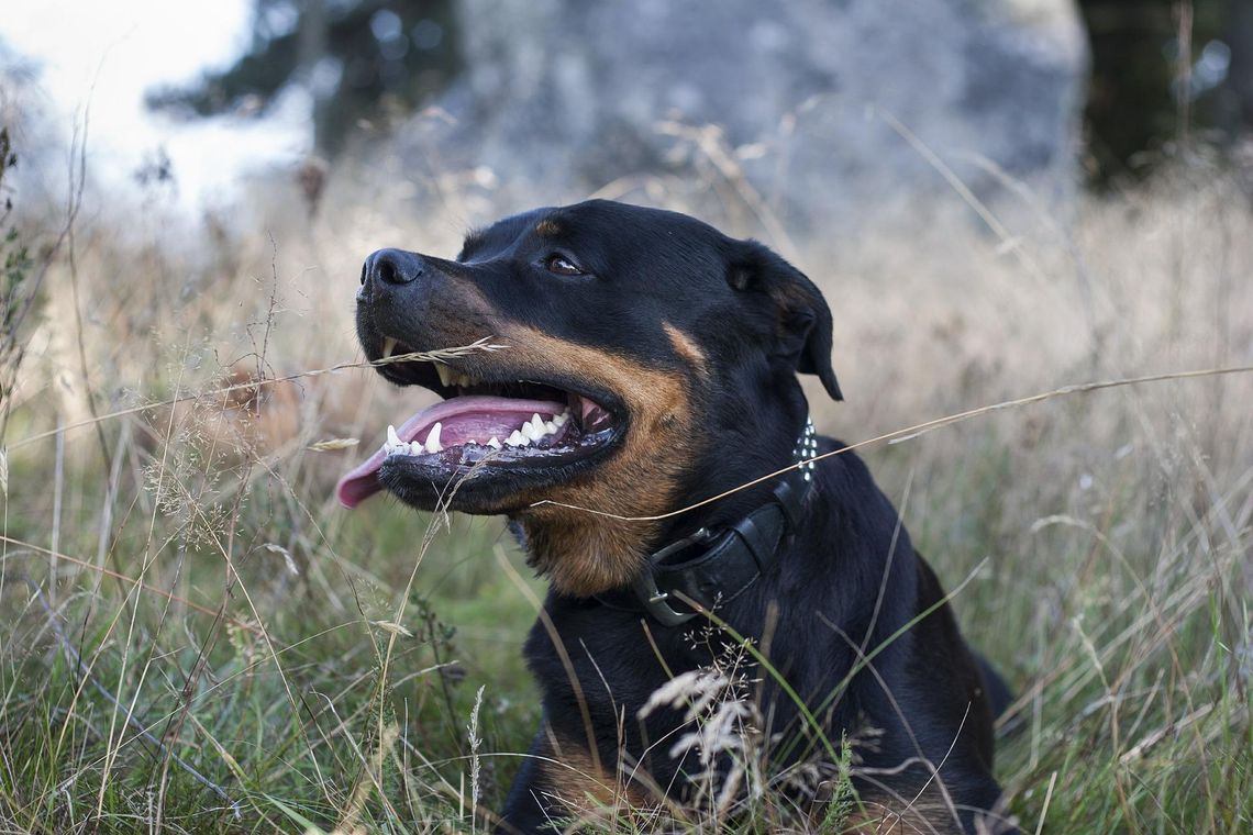 Uwaga! Agresywny rottweiler atakuje