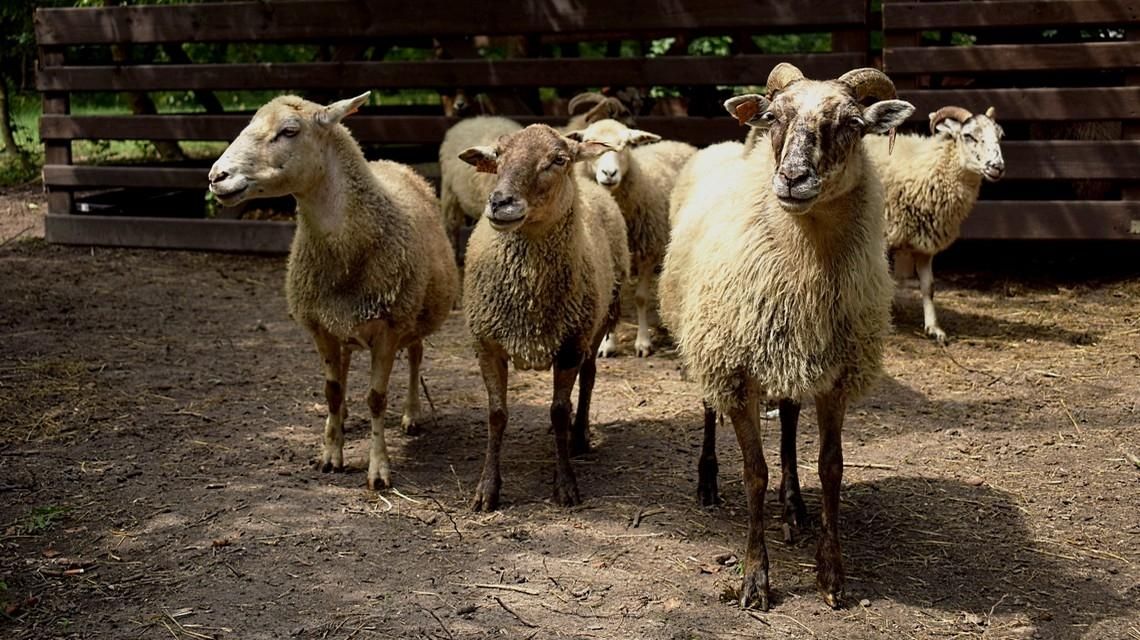 W Józefosławiu zamieszkały owce
