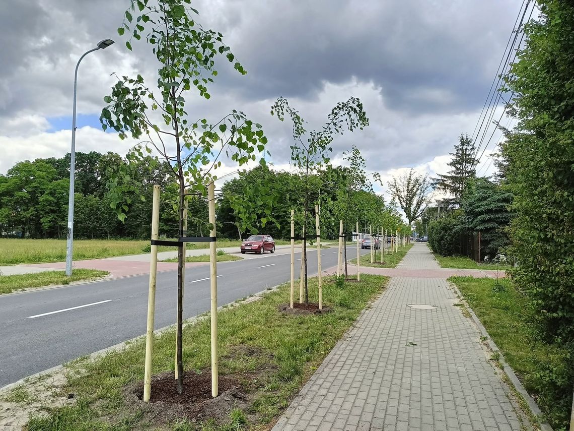 W Prażmowie posadzono 25 nowych drzew