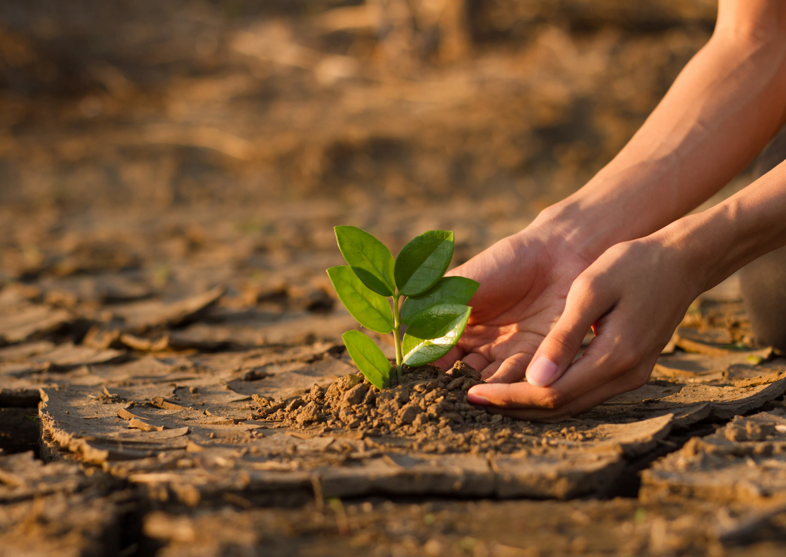 W sobotę wspólnie posiadzimy drzewa W sobotę wspólnie posiadzimy drzewa