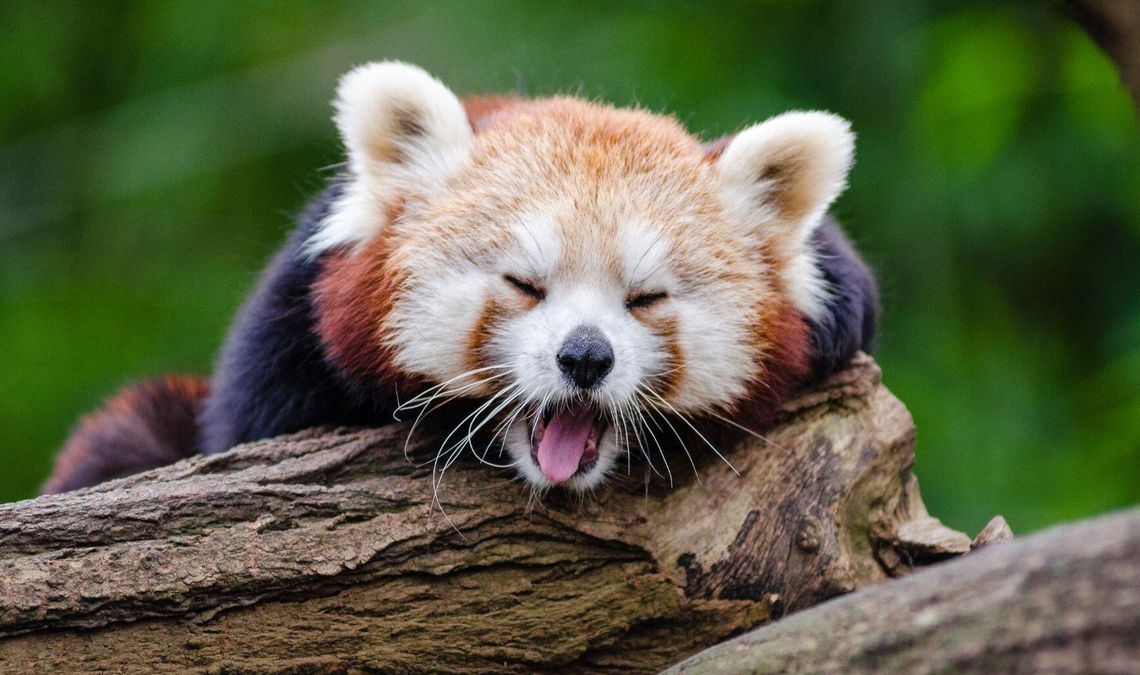 Warszawskie ZOO wybiera Zwierzaka Roku 2025. Trwa finałowy plebiscyt Warszawskie ZOO wybiera Zwierzaka Roku 2025. Trwa finałowy plebiscyt