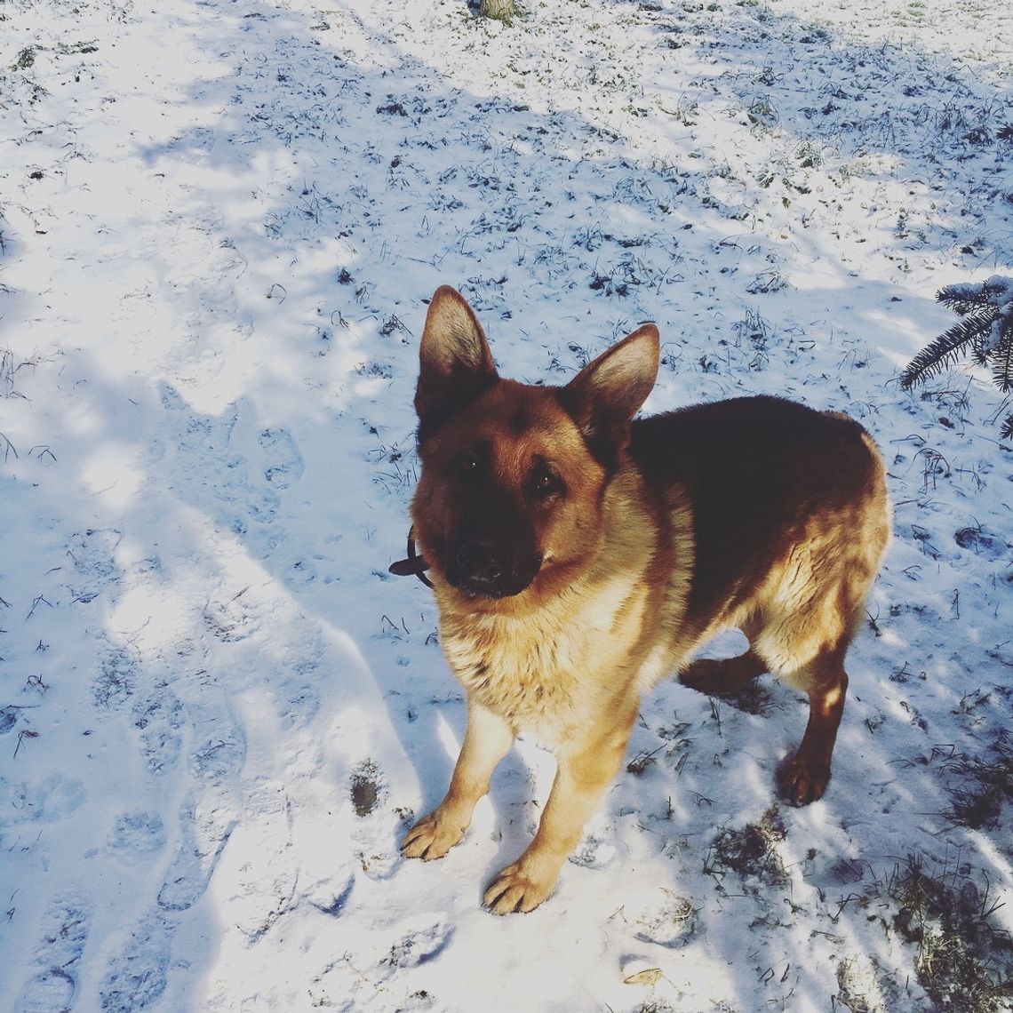 Zadbajmy o zwierzęta podczas mrozów