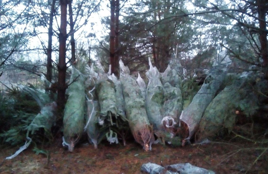 Zawinięte w plastik choinki porzucone w lesie