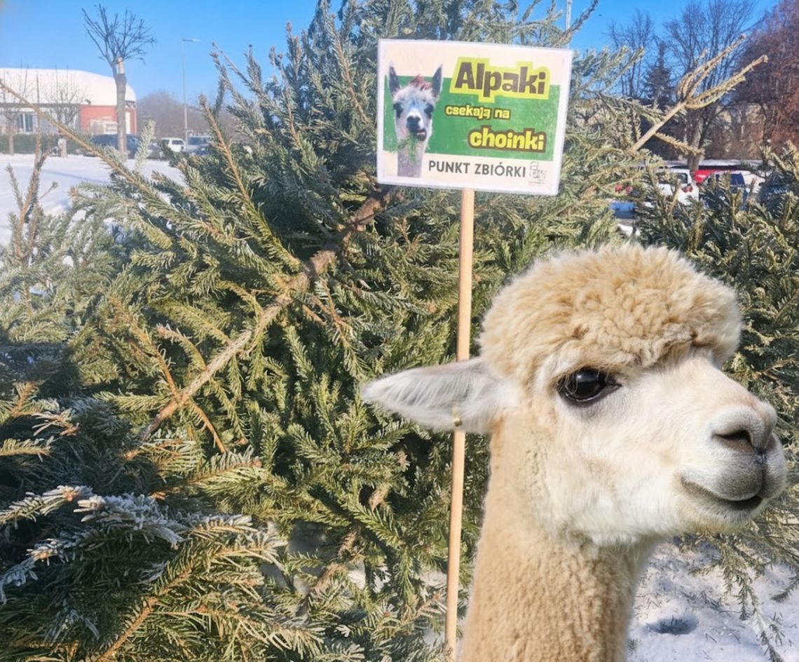 Zbiórka choinek dla alpak przedłużona