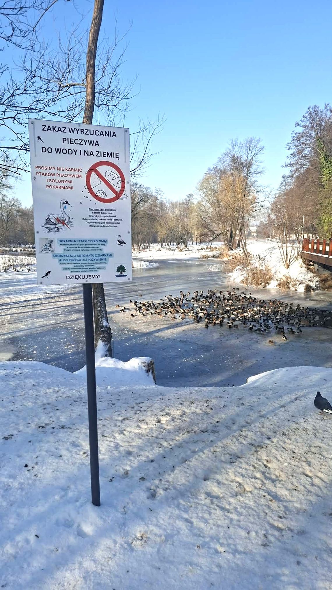 Zimą ptaki potrzebują pomocy. Jak dokarmiać je odpowiedzialnie Zimą ptaki potrzebują pomocy. Jak dokarmiać je odpowiedzialnie