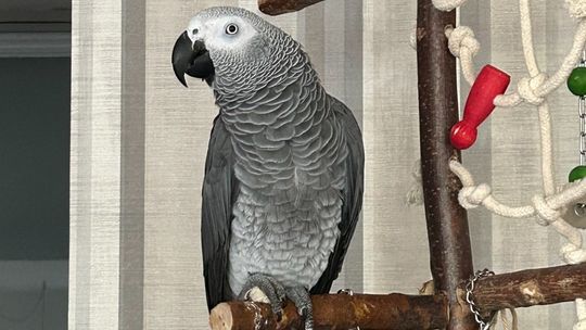 Zaginęła papuga szara z czerwonym ogonem
