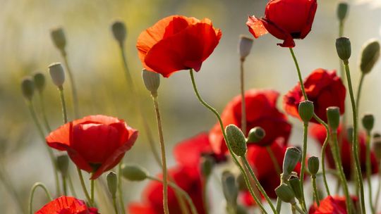 PO NASZEMU. Koncert uczniów Karoliny Benke