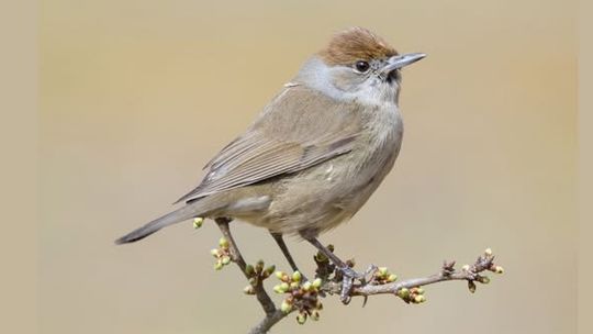 PTAKI NASZYCH OKOLIC. SPACER ORNITOLOGICZNY PTAKI NASZYCH OKOLIC. SPACER ORNITOLOGICZNY