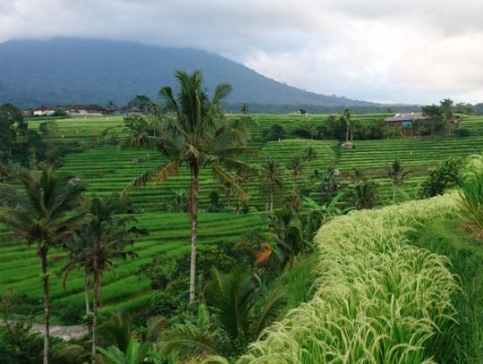 KLUB PODRÓŻNIKA. TAJEMNICZE BALI I REJS NA KOMODO