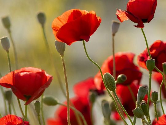 PO NASZEMU. Koncert uczniów Karoliny Benke PO NASZEMU. Koncert uczniów Karoliny Benke