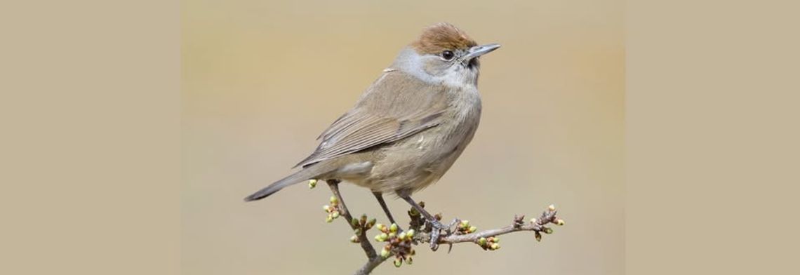 PTAKI NASZYCH OKOLIC. SPACER ORNITOLOGICZNY