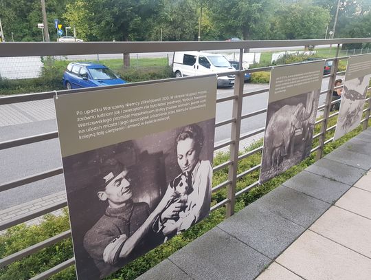 Fot. A Żuber