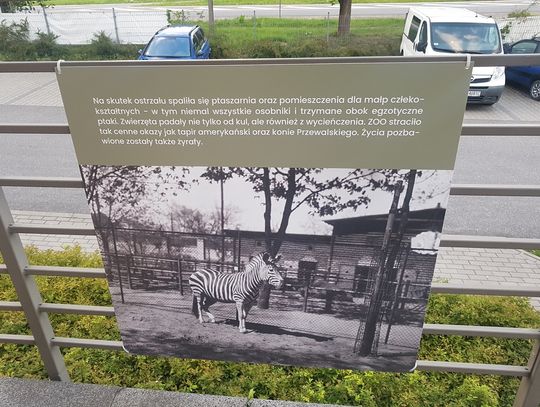 Fot. A Żuber