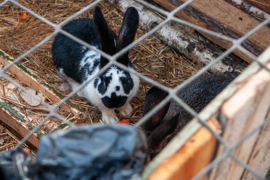 Żywa szopka na skwerze przy ul. Dominikańskiej w Górze Kalwarii