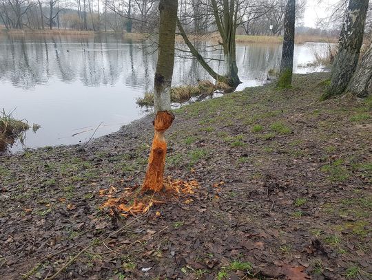 Nadgryzione drzewo nad stawem przy Górkach Szymona