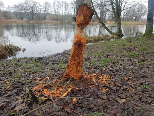 Nadgryzione drzewo nad stawem przy Górkach Szymona