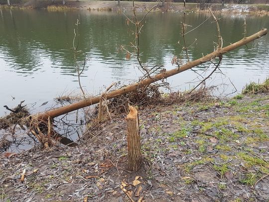 Nadgryzione drzewo nad stawem przy Górkach Szymona