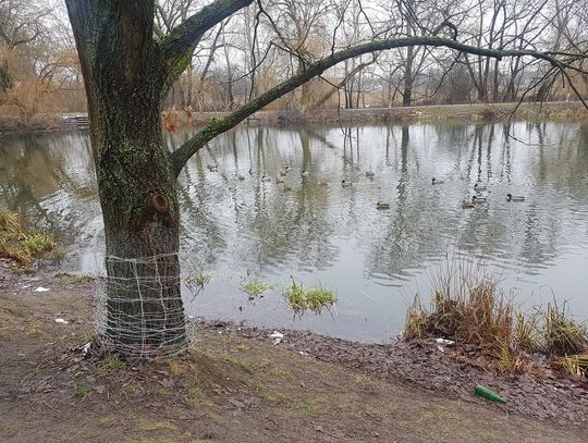 Zabezpieczone drzewo nad stawem przy Górkach Szymona