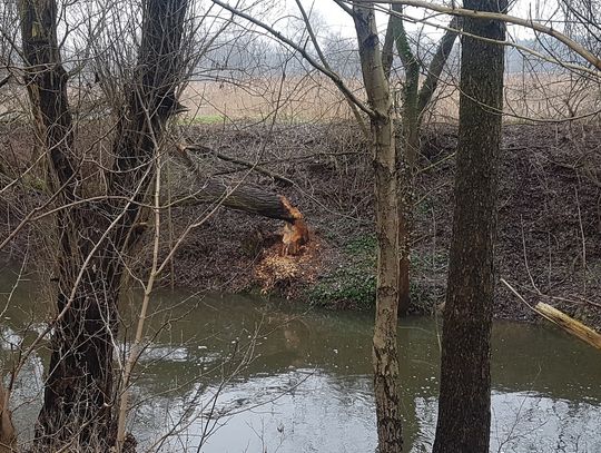 Nadgryzione drzewo na brzegu Jeziorki przy Górkach Szymona