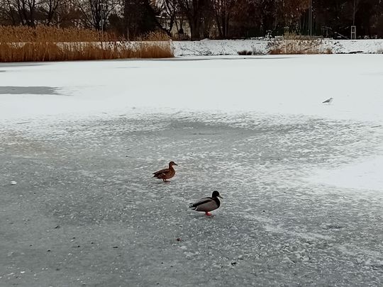 Park w Piasecznie w zimowej aurze Park w Piasecznie w zimowej aurze