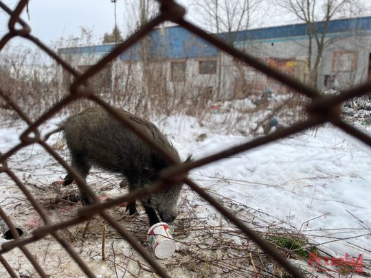 Dzik Chrumek i jego włości - 5.jpg