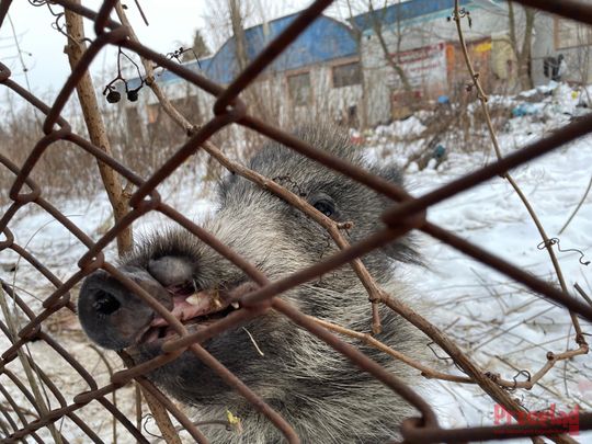 Dzik Chrumek i jego włości - 6.jpg