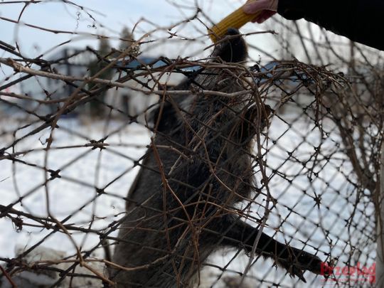 Dzik Chrumek i jego włości - 7.jpg