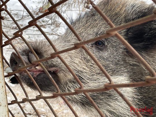 Dzik Chrumek i jego włości - 1.jpg