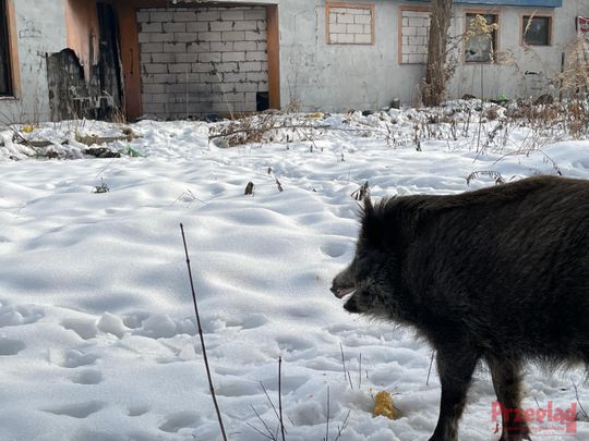 Dzik Chrumek i jego włości - 9.jpg