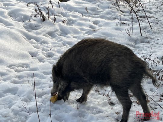 Dzik Chrumek i jego włości - 8.jpg