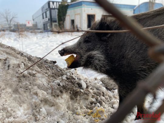 Dzik Chrumek i jego włości - 11.jpg