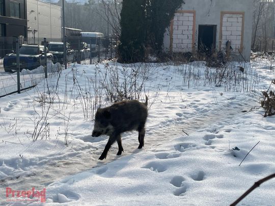 Dzik Chrumek i jego włości - 14.jpg