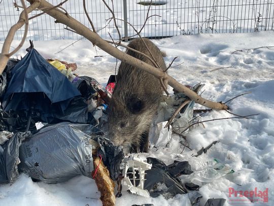 Dzik Chrumek i jego włości - 15.jpg