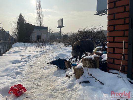 Dzik Chrumek i jego włości - 19.jpg