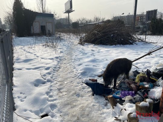 Dzik Chrumek i jego włości - 20.jpg