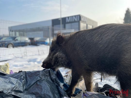 Dzik Chrumek i jego włości - 18.jpg
