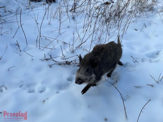 Dzik Chrumek i jego włości - 22.jpg