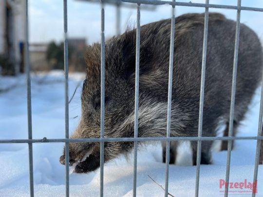 Dzik Chrumek i jego włości - 24.jpg