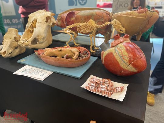 Powiatowe Dni Kariery Zawodowej -  37.jpg