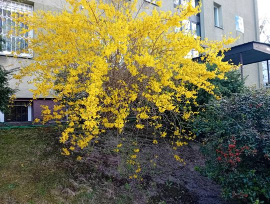 Wiosna, wiosna, ach to Ty! [GALERIA ZDJĘĆ]