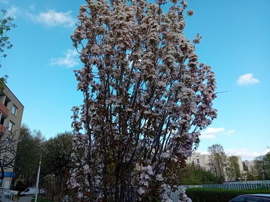 Kwitnące drzewa, pierwsze kolorowe rabaty