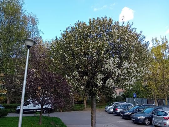 Kwitnące drzewa, pierwsze kolorowe rabaty